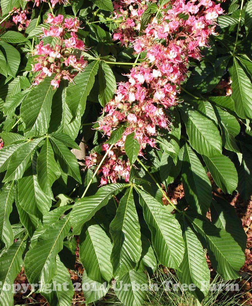 Aesculus Carnea Briotii Single Stem - View 7 from www redcrocus com