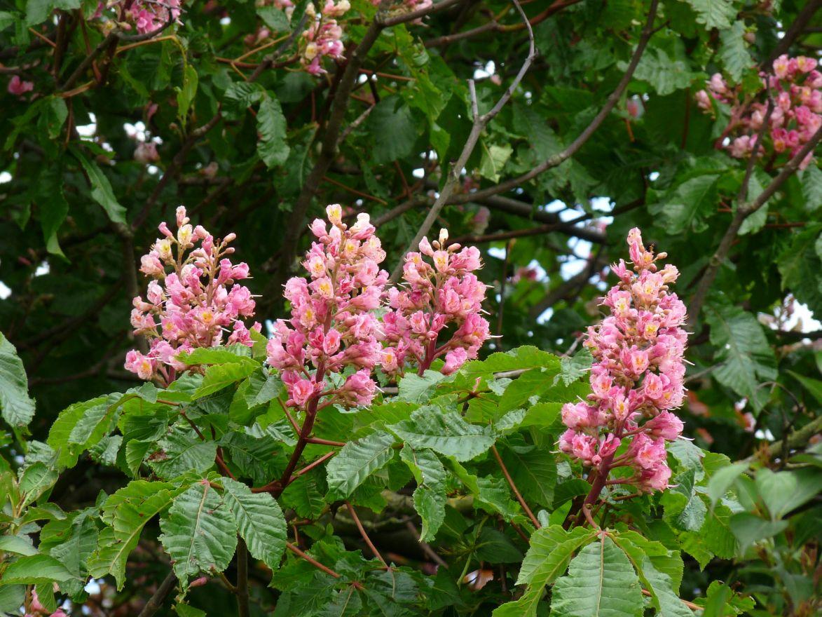 Aesculus Carnea Briotii Single Stem - View 9 from www redcrocus com