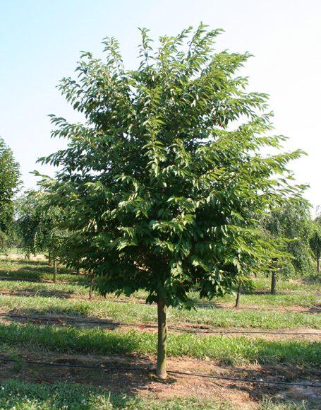 Prunus Yedoensis Akebono - View 11 from www redcrocus com