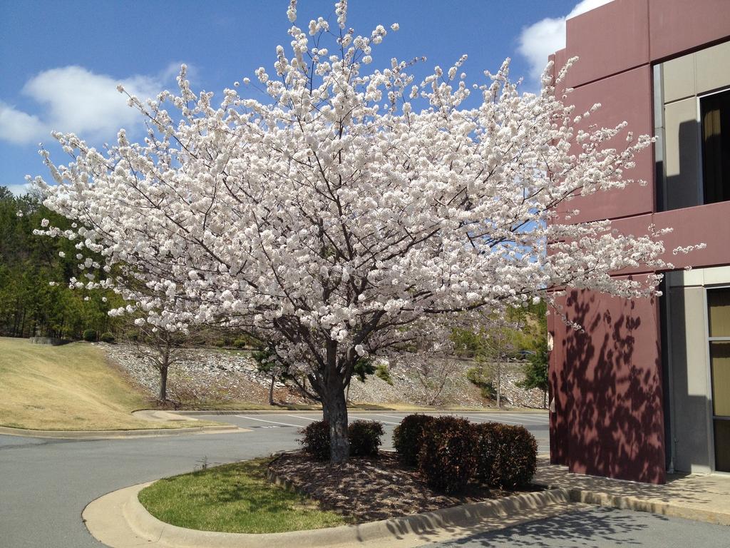Prunus Yedoensis Akebono - View 13 from www redcrocus com