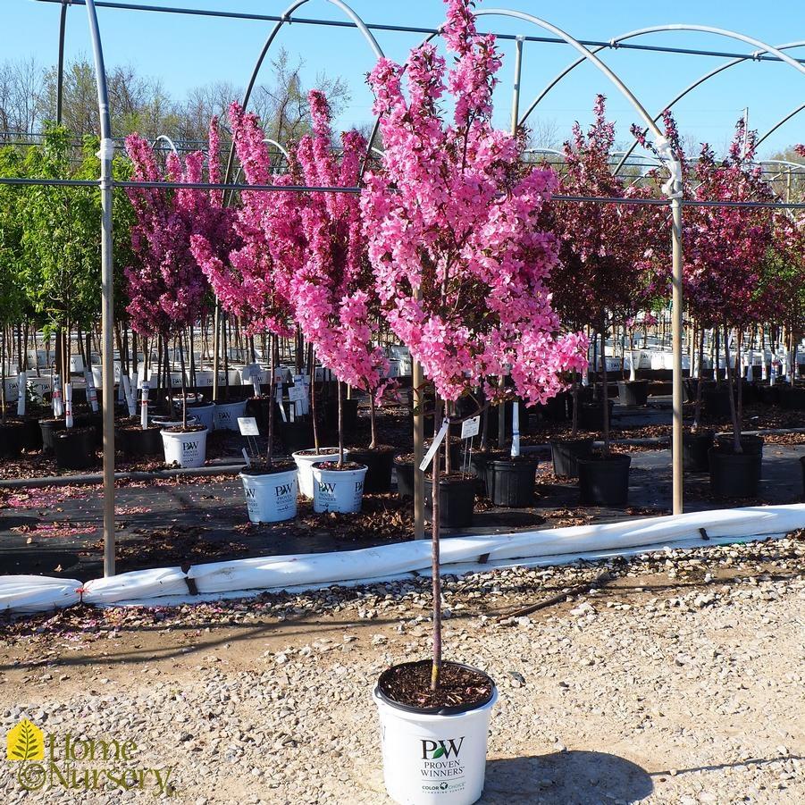 Malus Showtime - View 12 from www redcrocus com