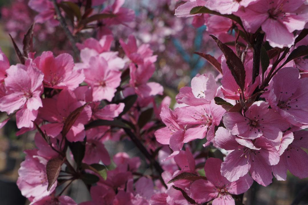 Malus Showtime - View 13 from www redcrocus com