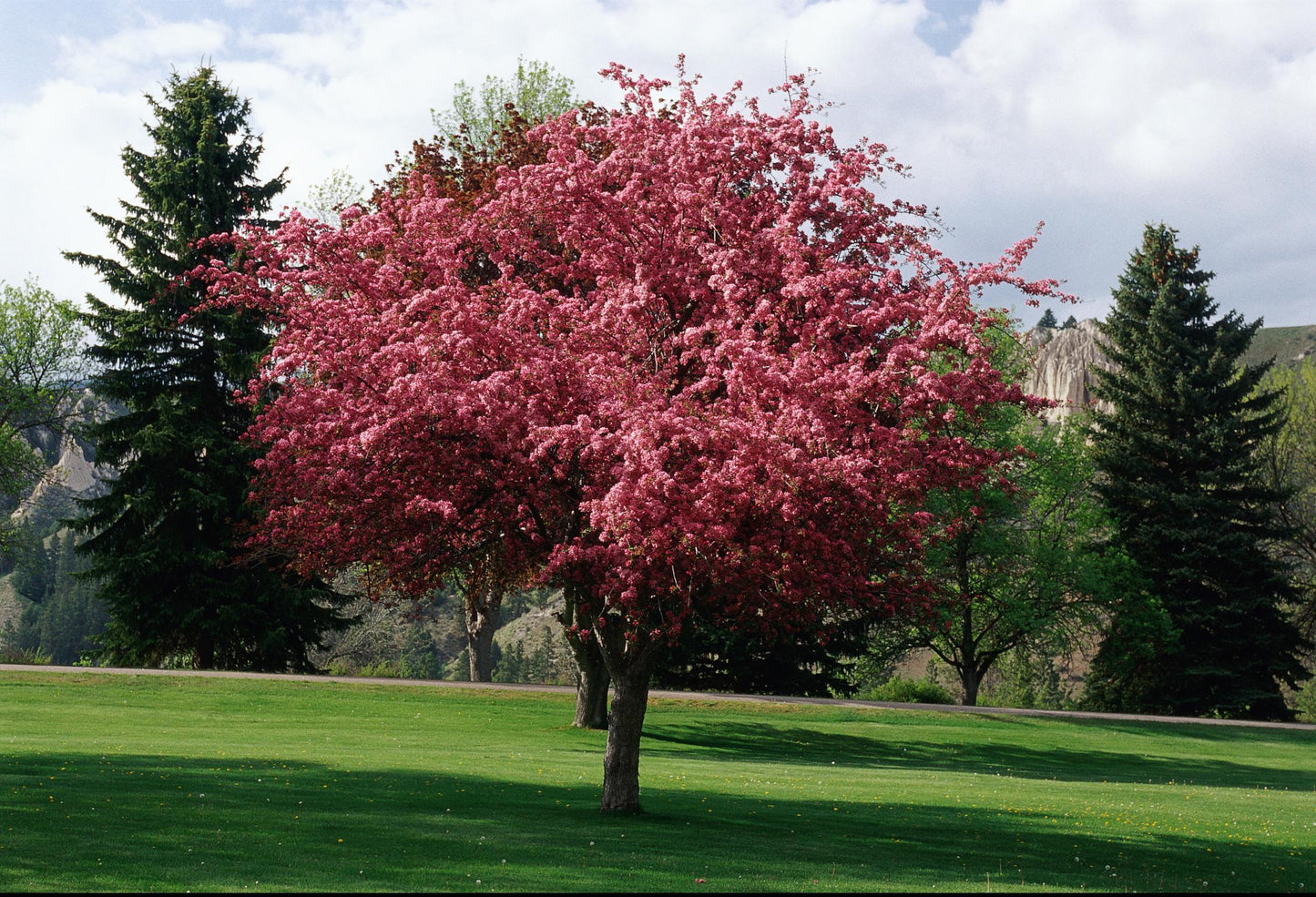 Malus Showtime - View 4 from www redcrocus com