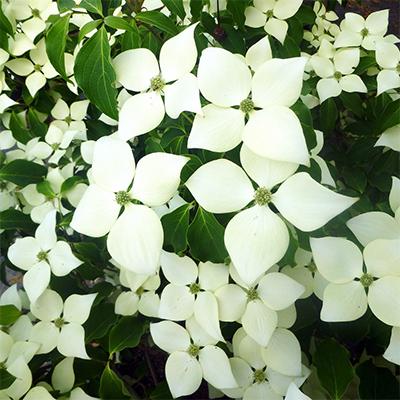 Cornus Kousa Snow Tower Single Stem - View 10 from www redcrocus com