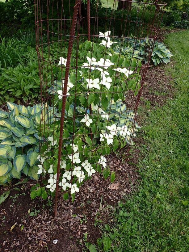 Cornus Kousa Snow Tower Single Stem - View 11 from www redcrocus com