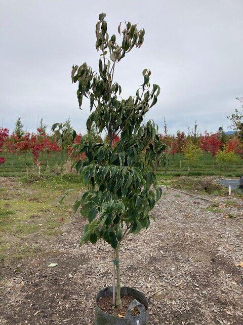 Cornus Kousa Snow Tower Single Stem - View 12 from www redcrocus com