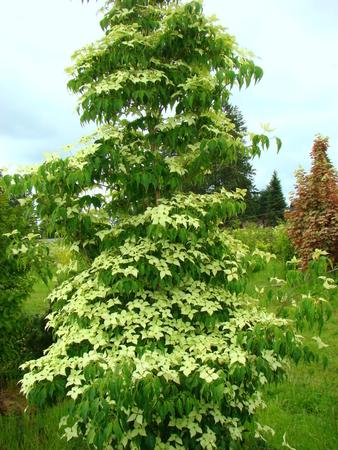 Cornus Kousa Snow Tower Single Stem - View 2 from www redcrocus com