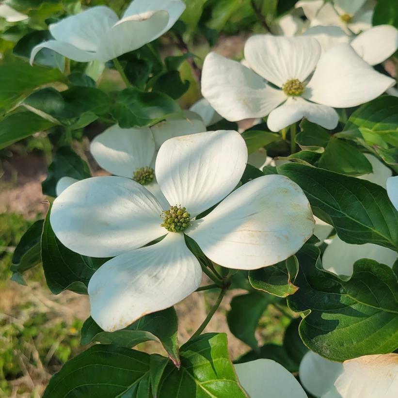 Cornus Kousa Snow Tower Single Stem - View 3 from www redcrocus com