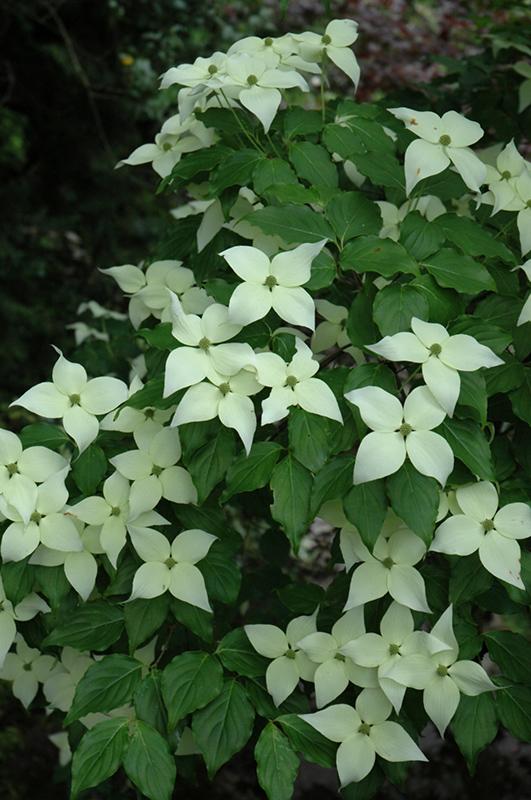 Cornus Kousa Snow Tower Single Stem - View 4 from www redcrocus com
