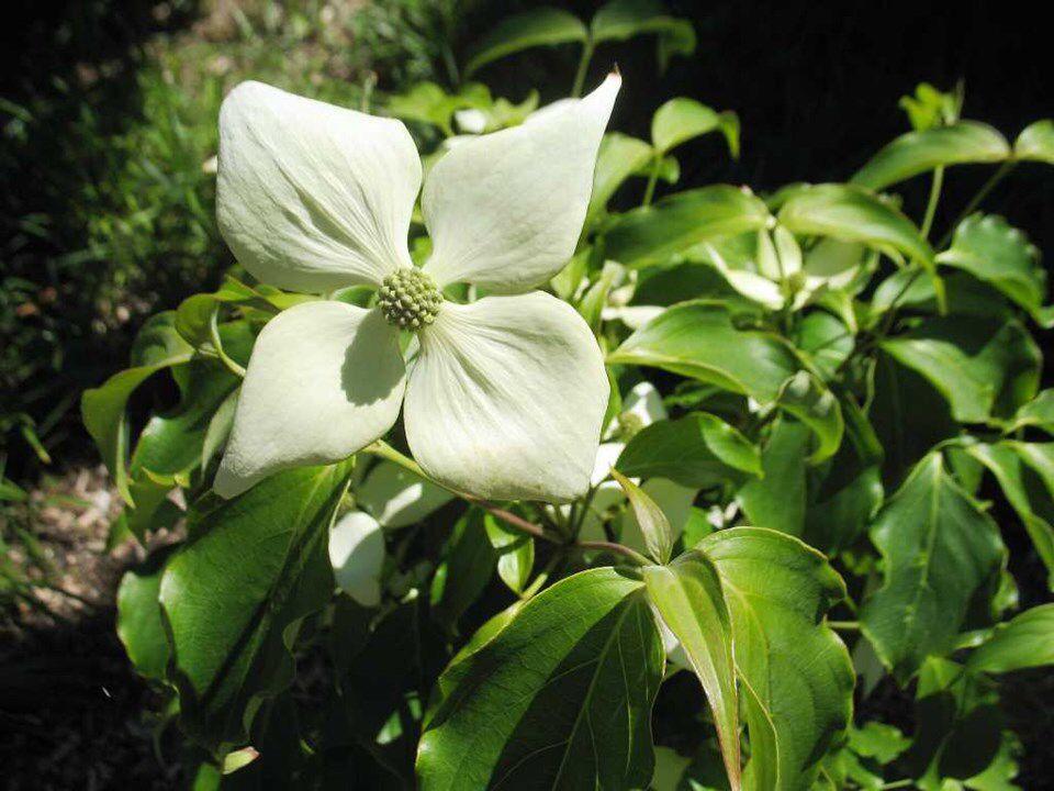 Cornus Kousa Snow Tower Single Stem - View 5 from www redcrocus com