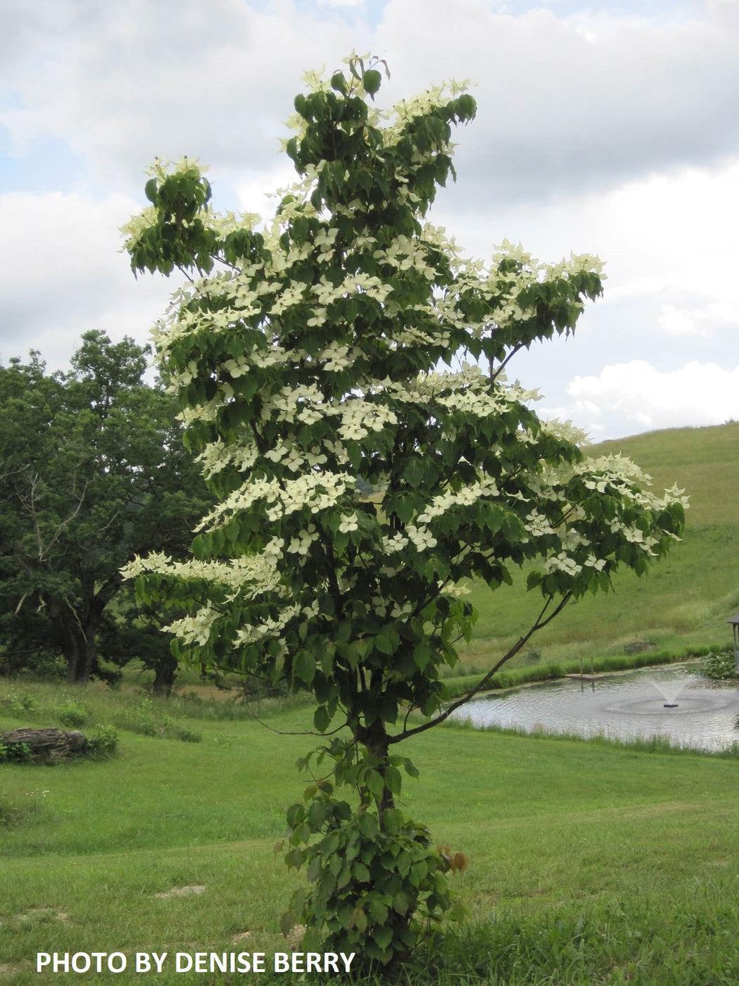Cornus Kousa Snow Tower Single Stem - View 6 from www redcrocus com