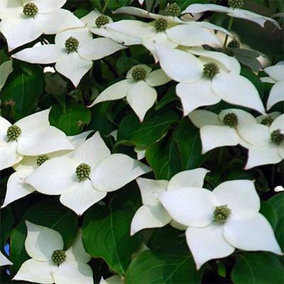 Cornus Kousa Snow Tower Single Stem - View 7 from www redcrocus com