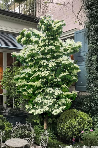 Cornus Kousa Snow Tower Single Stem - View 8 from www redcrocus com