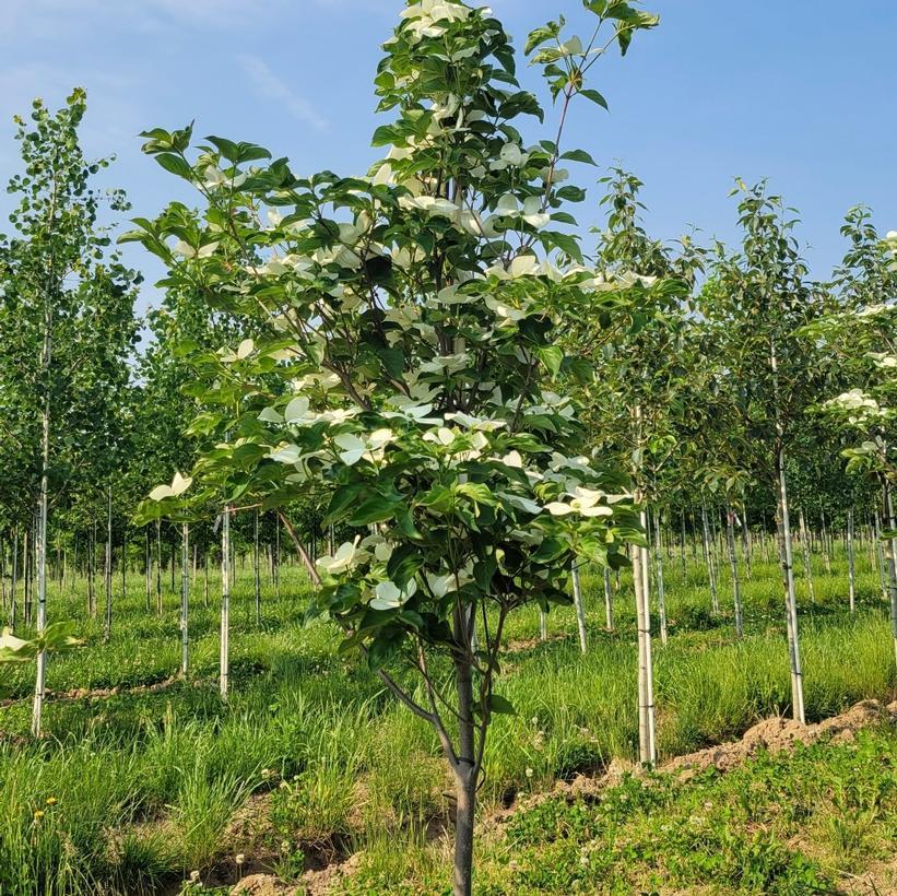 Cornus Kousa Snow Tower Single Stem - View 9 from www redcrocus com