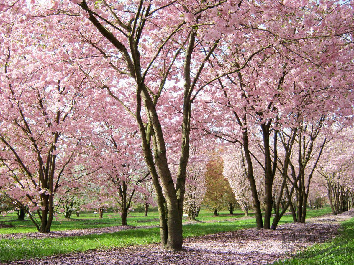 Prunus Subhirtella Accolade - View 8 from www redcrocus com