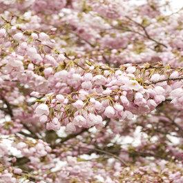 Prunus Yedoensis Akebono - View 16 from www redcrocus com