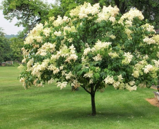 Syringa Reticulata Ivory Silk Single Stem - View 10 from www redcrocus com