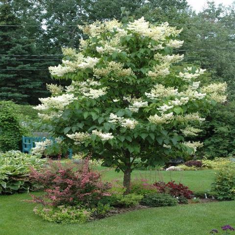 Syringa Reticulata Ivory Silk Single Stem - View 12 from www redcrocus com