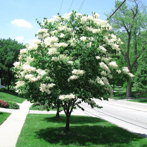 Syringa Reticulata Ivory Silk Single Stem - View 13 from www redcrocus com