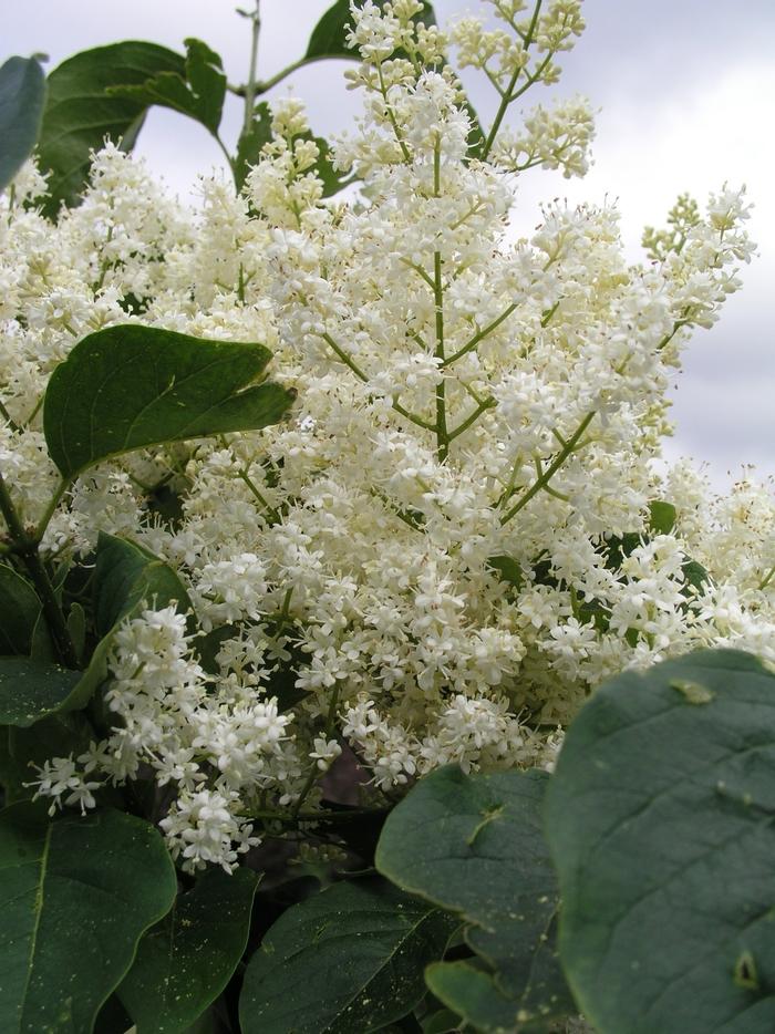 Syringa Reticulata Ivory Silk Single Stem - View 15 from www redcrocus com