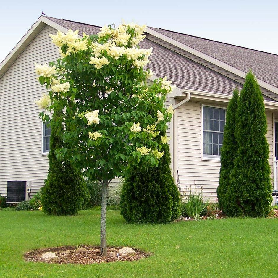 Syringa Reticulata Ivory Silk Single Stem - View 19 from www redcrocus com