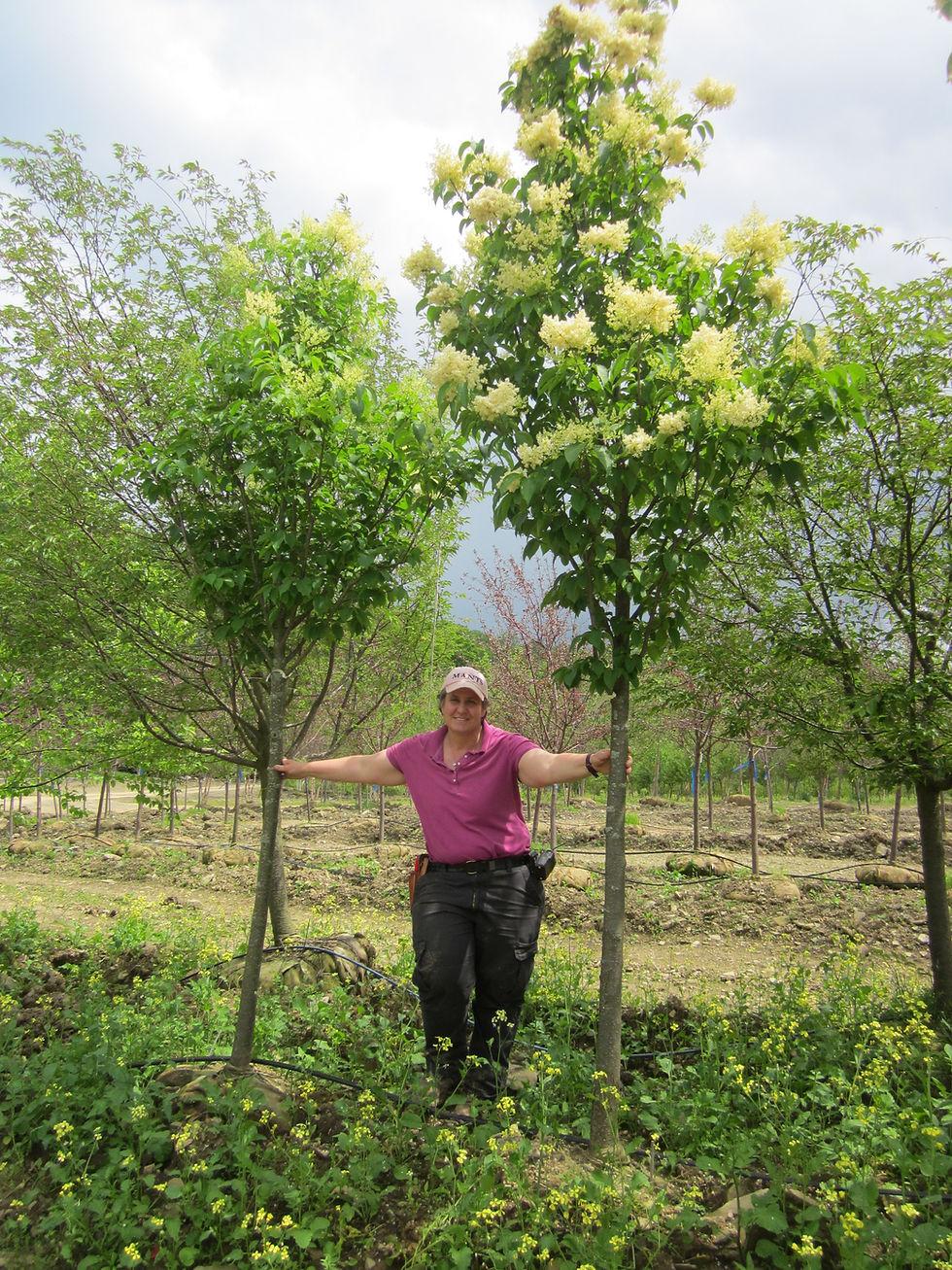 Syringa Reticulata Ivory Silk Single Stem - View 1 from www redcrocus com