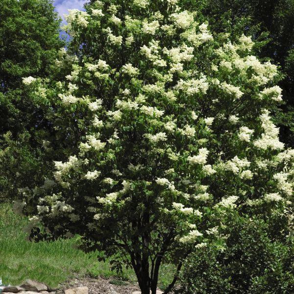 Syringa Reticulata Ivory Silk Single Stem - View 2 from www redcrocus com