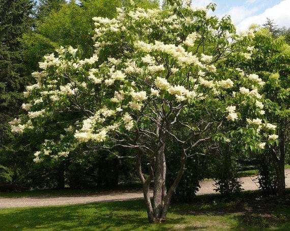Syringa Reticulata Ivory Silk Single Stem - View 3 from www redcrocus com