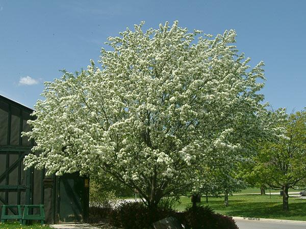 Malus Spring Snow - View 15 from www redcrocus com