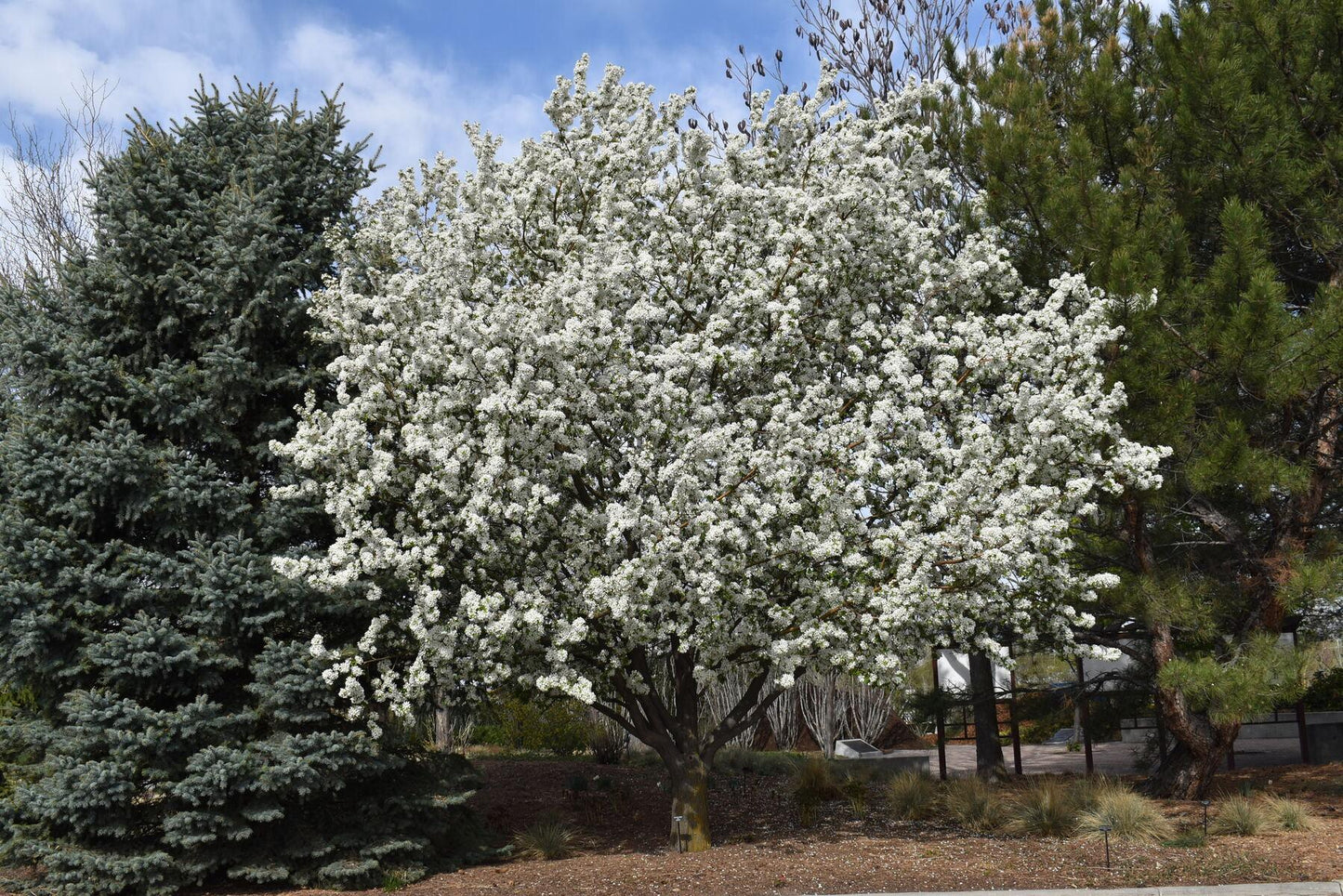 Malus Spring Snow - View 4 from www redcrocus com