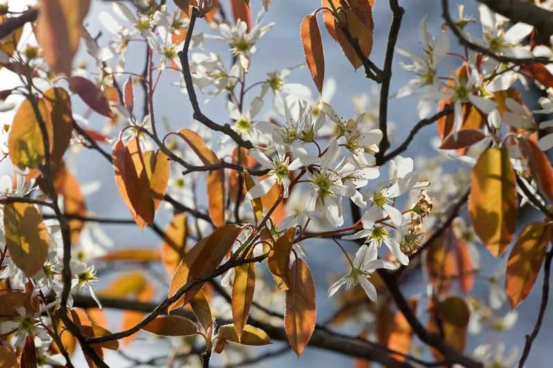 Amelanchier Laevis Single Stem - View 7 from www redcrocus com