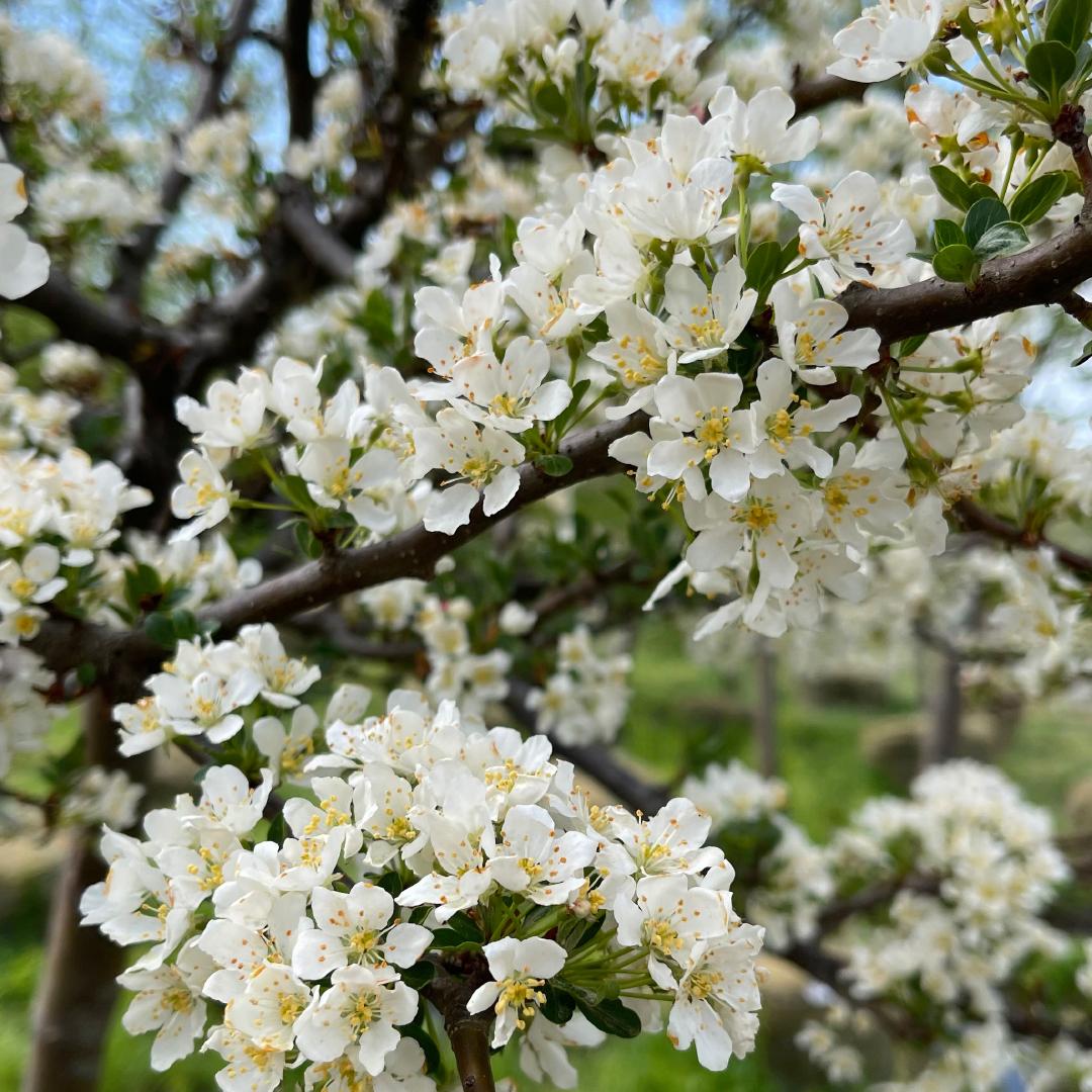 Malus Sargentii Tina - View 10 from www redcrocus com