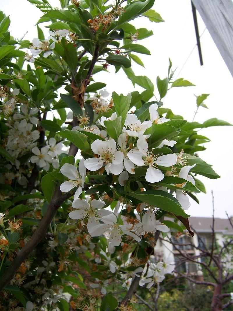 Malus Sargentii Tina - View 13 from www redcrocus com