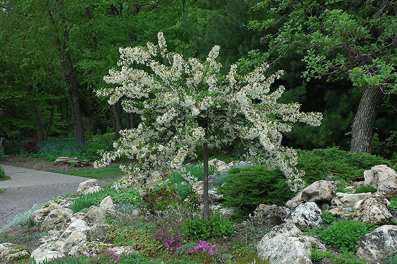 Malus Sargentii Tina - View 17 from www redcrocus com