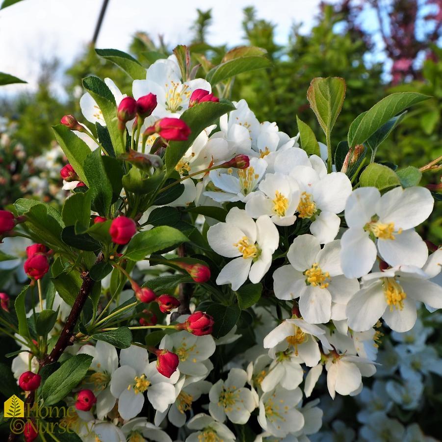Malus Sargentii Tina - View 2 from www redcrocus com