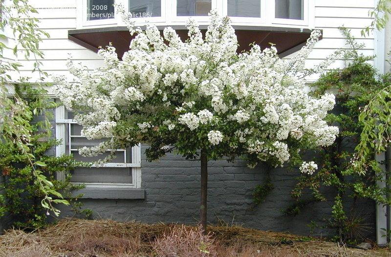 Malus Sargentii Tina - View 4 from www redcrocus com