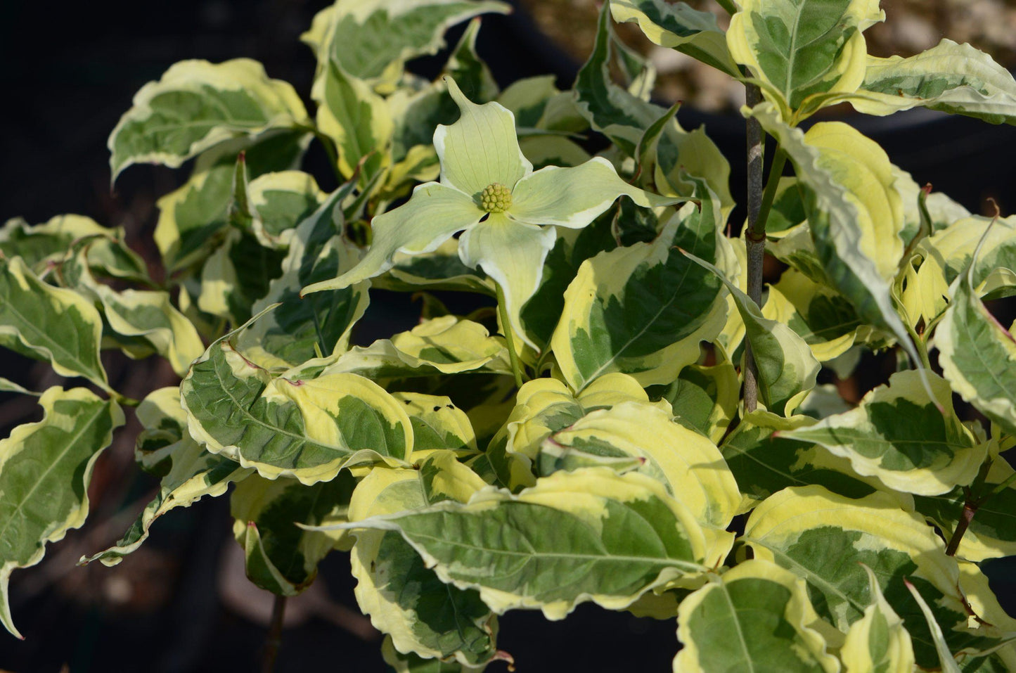 Cornus Kousa Summer Fun Single Stem - View 11 from www redcrocus com