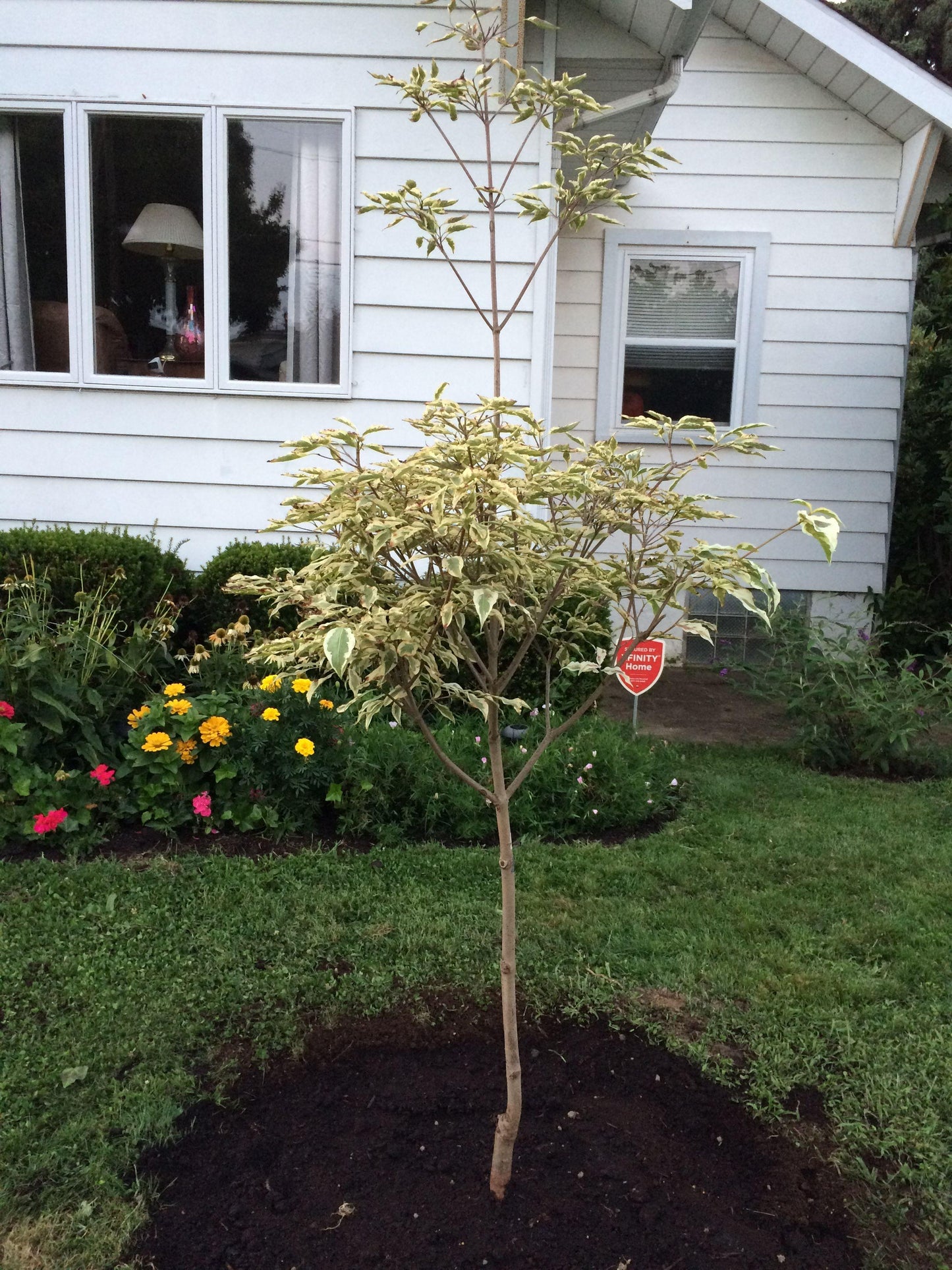 Cornus Kousa Summer Fun Single Stem - View 13 from www redcrocus com