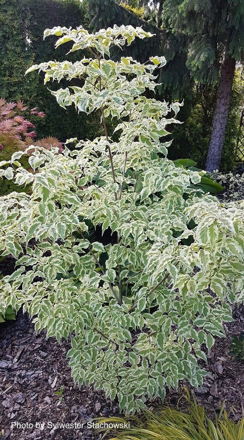 Cornus Kousa Summer Fun Single Stem - View 14 from www redcrocus com