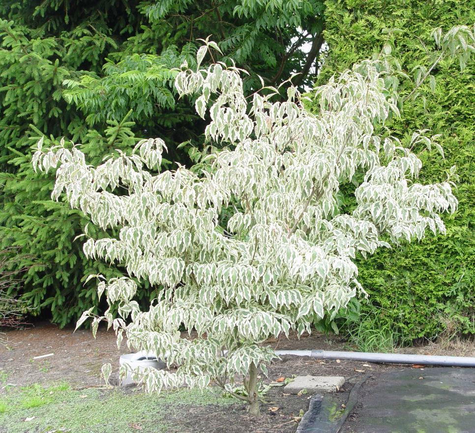 Cornus Kousa Summer Fun Single Stem - View 16 from www redcrocus com