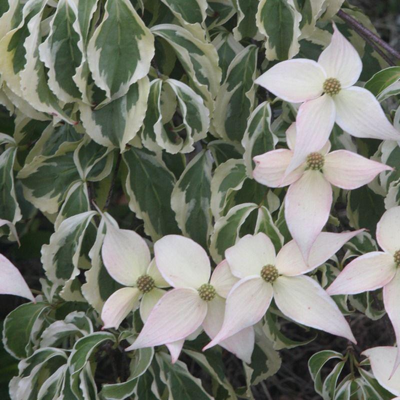 Cornus Kousa Summer Fun Single Stem - View 17 from www redcrocus com