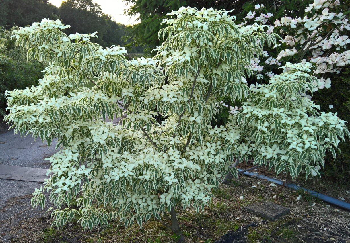 Cornus Kousa Summer Fun Single Stem - View 18 from www redcrocus com