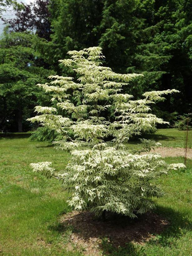 Cornus Kousa Summer Fun Single Stem - View 2 from www redcrocus com