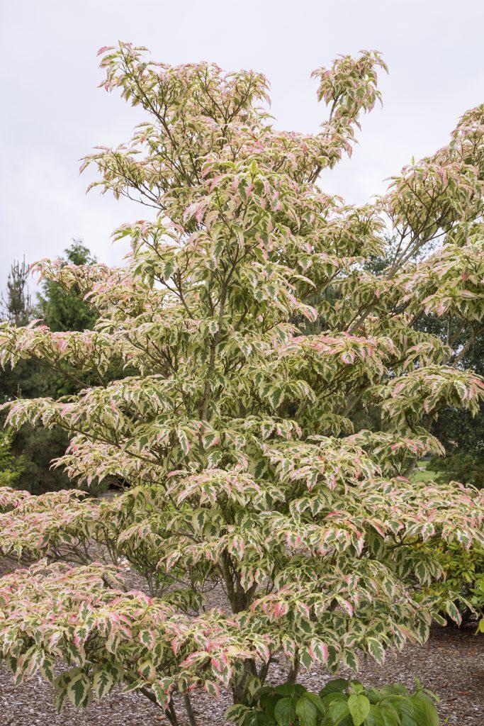 Cornus Kousa Summer Fun Single Stem - View 3 from www redcrocus com