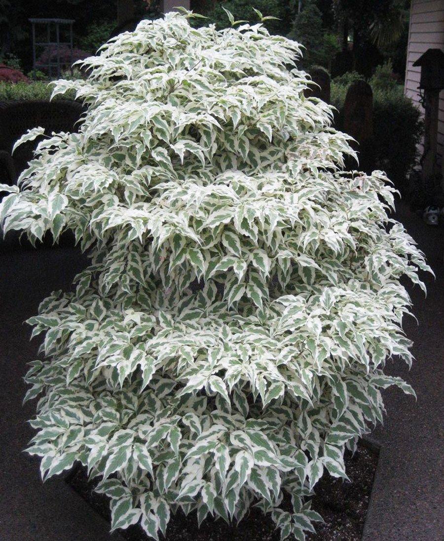 Cornus Kousa Summer Fun Single Stem - View 4 from www redcrocus com