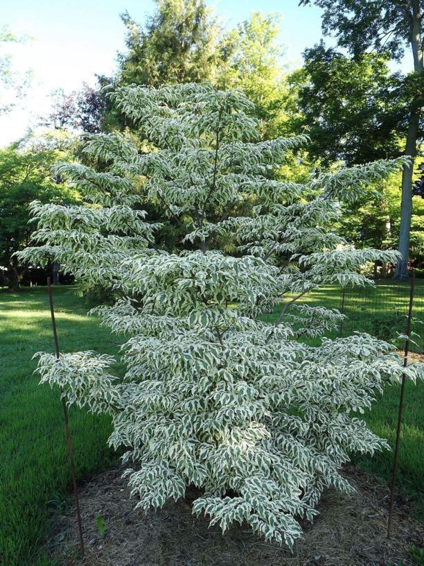 Cornus Kousa Summer Fun Single Stem - View 5 from www redcrocus com