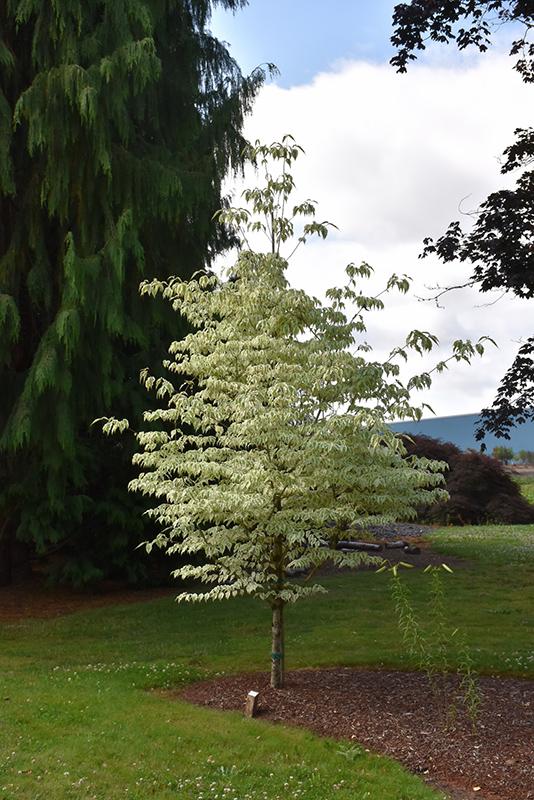 Cornus Kousa Summer Fun Single Stem - View 6 from www redcrocus com