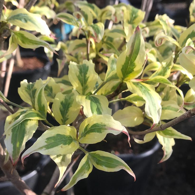 Cornus Kousa Summer Fun Single Stem - View 7 from www redcrocus com
