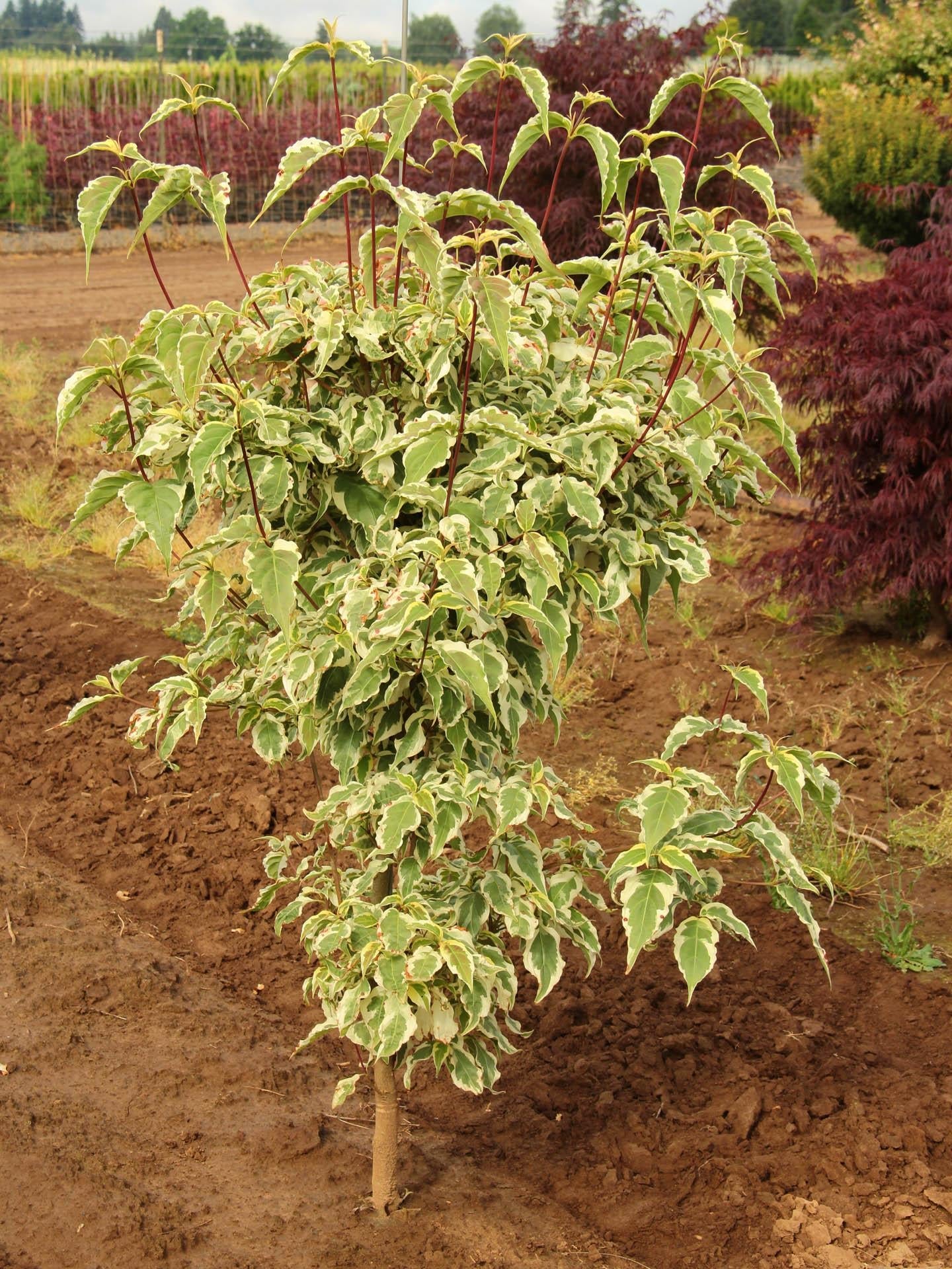 Cornus Kousa Summer Fun Single Stem - View 8 from www redcrocus com