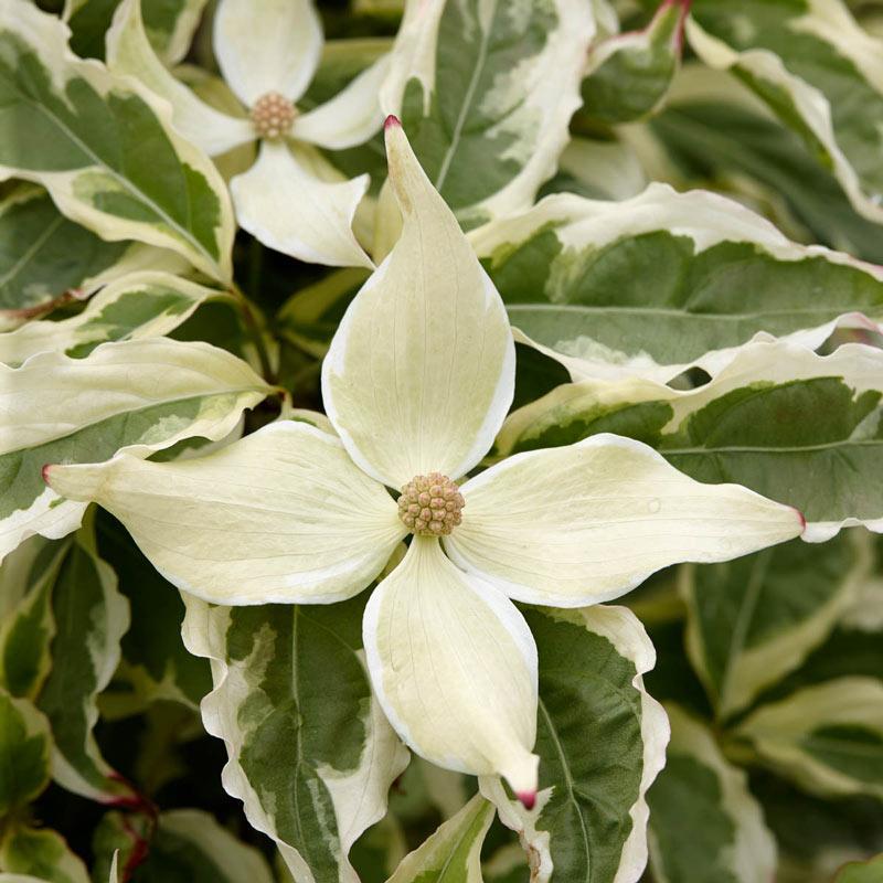 Cornus Kousa Summer Fun Single Stem - View 9 from www redcrocus com